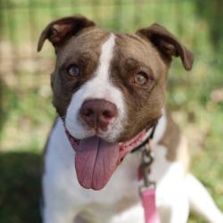 Shelter Stray Male Dog last seen Near BLOCK BANDERA RD, 4710 TX-151, San Antonio, TX 78227, USA