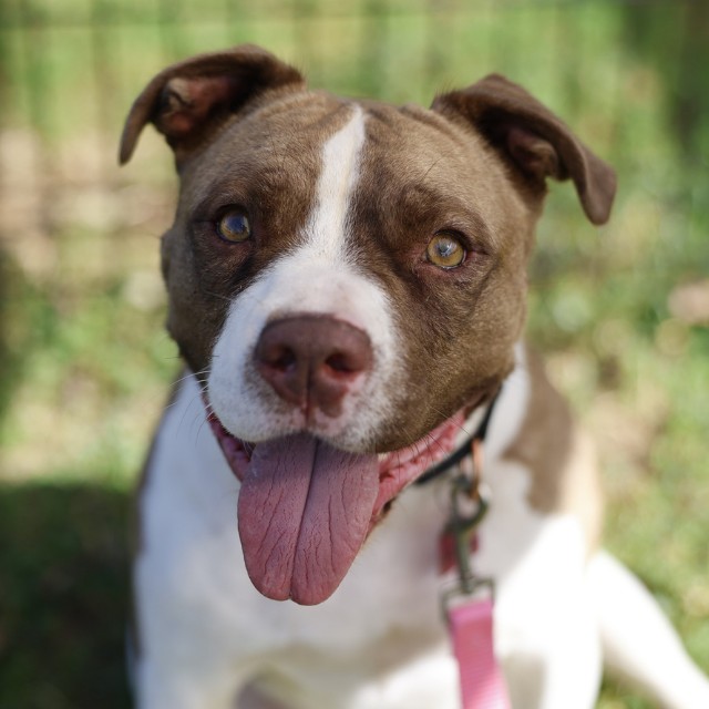 Shelter Stray Male Dog last seen Near BLOCK BANDERA RD, 4710 TX-151, San Antonio, TX 78227, USA