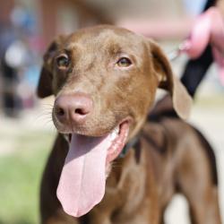 Shelter Stray Male Dog last seen W MILITARY, 4710 TX-151, San Antonio, TX 78227, USA