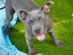 Shelter Stray Male Dog last seen Near BLOCK DEL CARMEL WAY, TALLAHASSEE FL 32303, 1125 Easterwood Dr, Tallahassee, FL 32311, USA