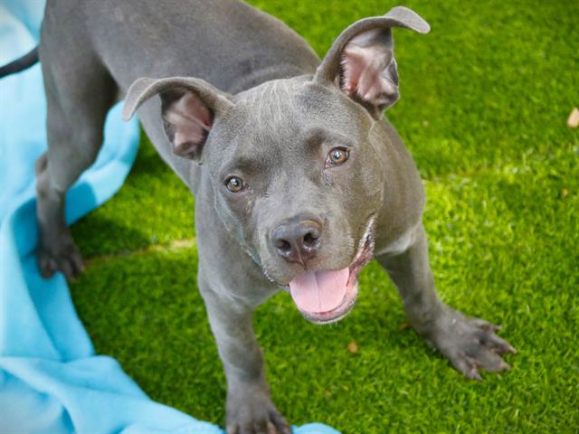 Shelter Stray Male Dog last seen Near BLOCK DEL CARMEL WAY, TALLAHASSEE FL 32303, 1125 Easterwood Dr, Tallahassee, FL 32311, USA