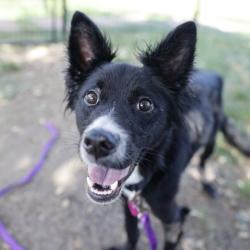 Shelter Stray Male Dog last seen Near BLOCK KNOLLHILL, 4710 TX-151, San Antonio, TX 78227, USA