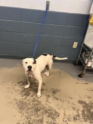 Shelter Stray Female Dog last seen Near BLOCK HAZELWOOD RD, TALLAHASSEE FL 32305, 1125 Easterwood Dr, Tallahassee, FL 32311, USA