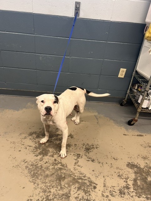 Shelter Stray Female Dog last seen Near BLOCK HAZELWOOD RD, TALLAHASSEE FL 32305, 1125 Easterwood Dr, Tallahassee, FL 32311, USA