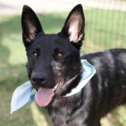 Shelter Stray Female Dog last seen Near BLOCK TERRA OAK, 4710 TX-151, San Antonio, TX 78227, USA