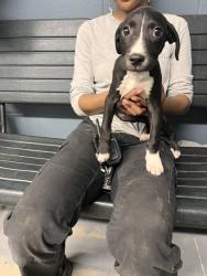 Shelter Stray Female Dog last seen Near BLOCK HAZELWOOD RD, TALLAHASSEE FL 32305, 1125 Easterwood Dr, Tallahassee, FL 32311, USA