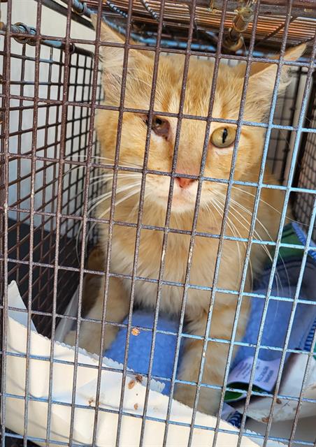 Shelter Stray Female Cat last seen Near BLOCK BONNELL DR, 4710 TX-151, San Antonio, TX 78227, USA
