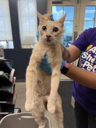 Shelter Stray Female Cat last seen , 4710 TX-151, San Antonio, TX 78227, USA