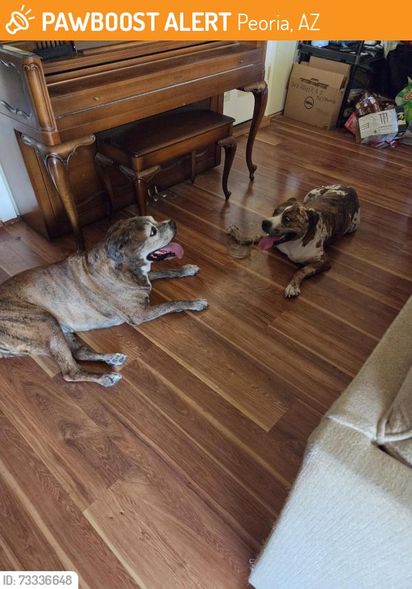 Found/Stray Female Dog last seen Near & Peoria, Peoria, AZ 85373