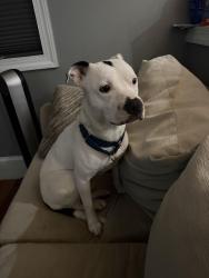 Found/Stray Male Dog last seen West lanham hills, West Lanham Hills, MD 20784