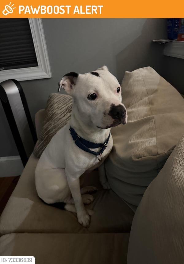 Found/Stray Male Dog last seen West lanham hills, West Lanham Hills, MD 20784