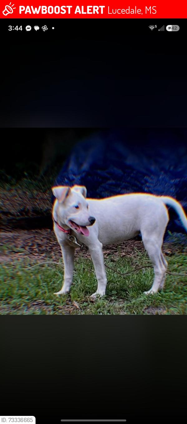Lost Female Dog last seen Walmart, Lucedale, MS 39452