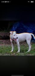 Lost Female Dog last seen Walmart, Lucedale, MS 39452