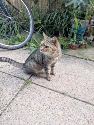 Reunited Male Cat last seen Ip1, Suffolk, England IP1 2LB