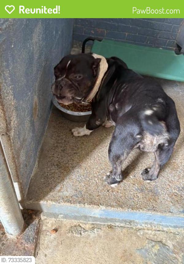 Reunited Female Dog last seen Near north ringold, West Columbia, TX 77486