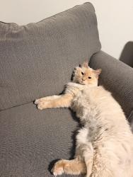 Lost Male Cat last seen Plumb and Arlington, Reno, NV 89509