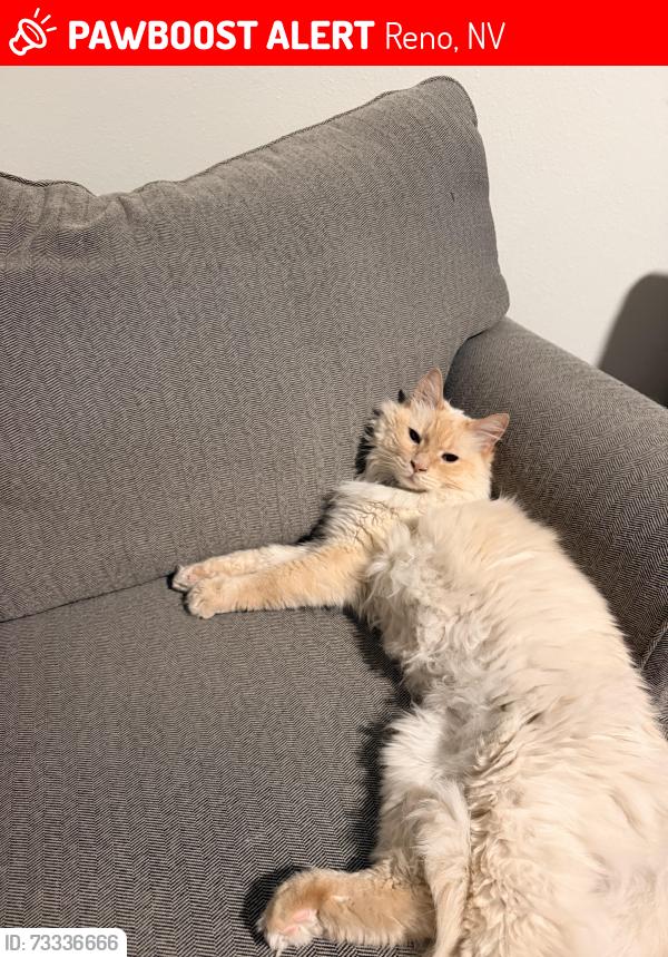 Lost Male Cat last seen Plumb and Arlington, Reno, NV 89509