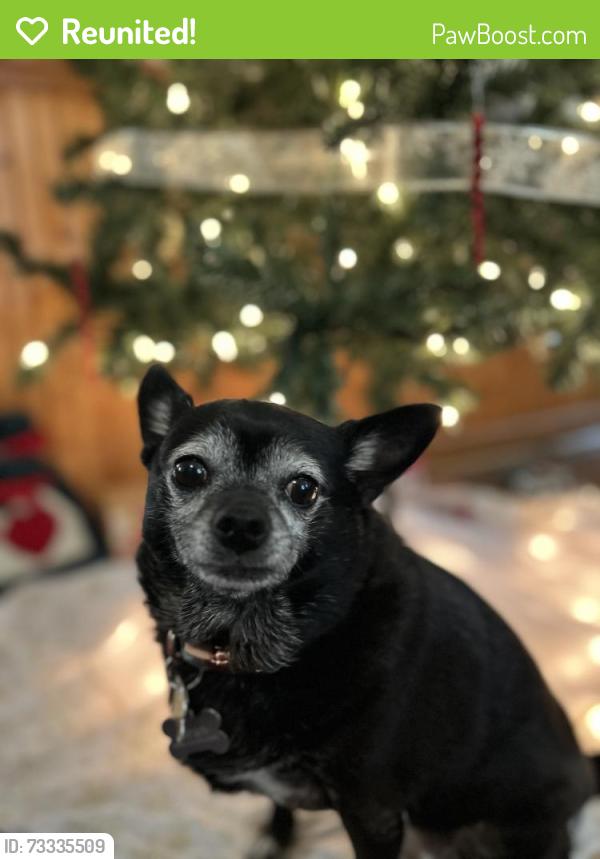 Reunited Female Dog last seen Near Reynolda Road, Leinbach Dr, Talcott Avenue, Winston-Salem, NC 27106