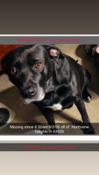 Reunited Female Dog last seen Neighborhood, Florissant, MO 63033