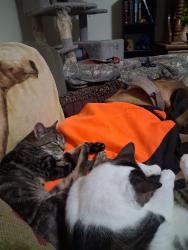 Reunited Male Cat last seen Dyke Branch Rd & E. Denneys rd, Dover, DE 19901