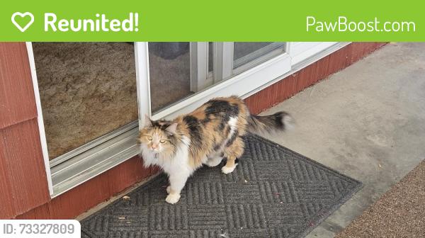 Reunited Female Cat last seen Kerper Blvd South Cody Wyoming, Cody, WY 82414