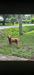 Found/Stray Unknown Dog last seen New York Ave, South Daytona, FL 32119