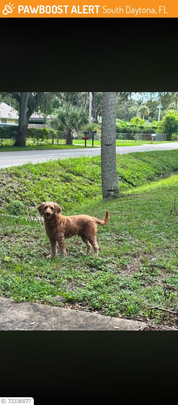 Found/Stray Unknown Dog last seen New York Ave, South Daytona, FL 32119