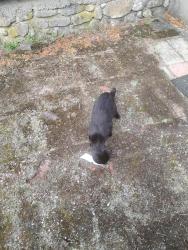 Found/Stray Unknown Cat last seen Near Marlboro golf course, Marlborough, MA 01752