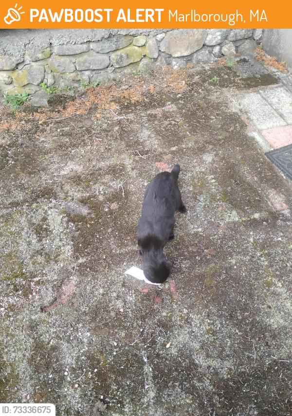 Found/Stray Unknown Cat last seen Near Marlboro golf course, Marlborough, MA 01752
