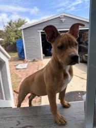 Found/Stray Male Dog last seen 40th and Macdonald, Richmond, CA 94808
