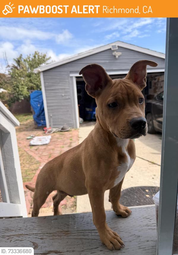 Found/Stray Male Dog last seen 40th and Macdonald, Richmond, CA 94808