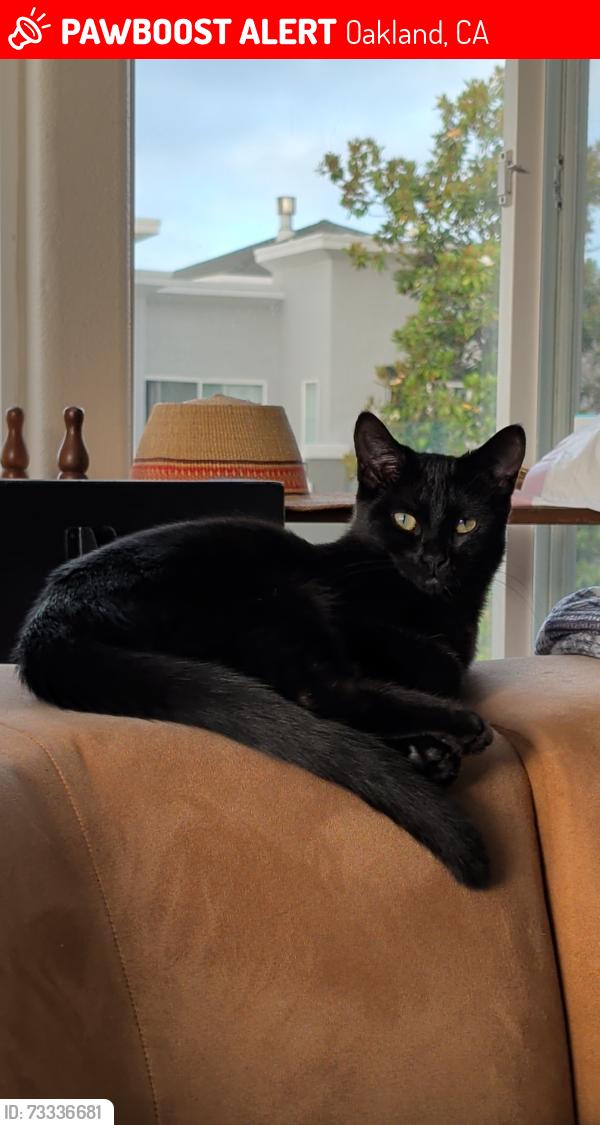 Lost Female Cat last seen Jack london amtrak, Oakland, CA 94607