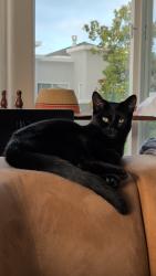 Lost Female Cat last seen Jack london amtrak, Oakland, CA 94607