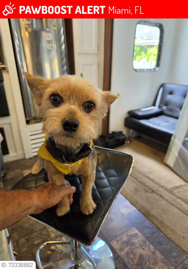 Lost Male Dog last seen Near NW 36th Ave, Miami, FL 33125, EE. UU, Miami, FL 33125