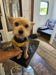 Lost Male Dog last seen Near NW 36th Ave, Miami, FL 33125, EE. UU, Miami, FL 33125