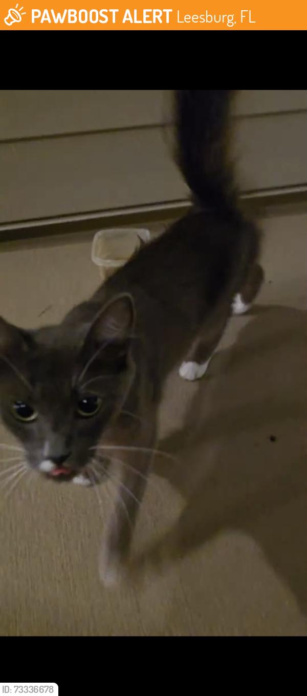 Found/Stray Unknown Cat last seen Integra Isles apmt Complex, Leesburg, FL 34748