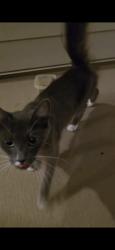 Found/Stray Unknown Cat last seen Integra Isles apmt Complex, Leesburg, FL 34748