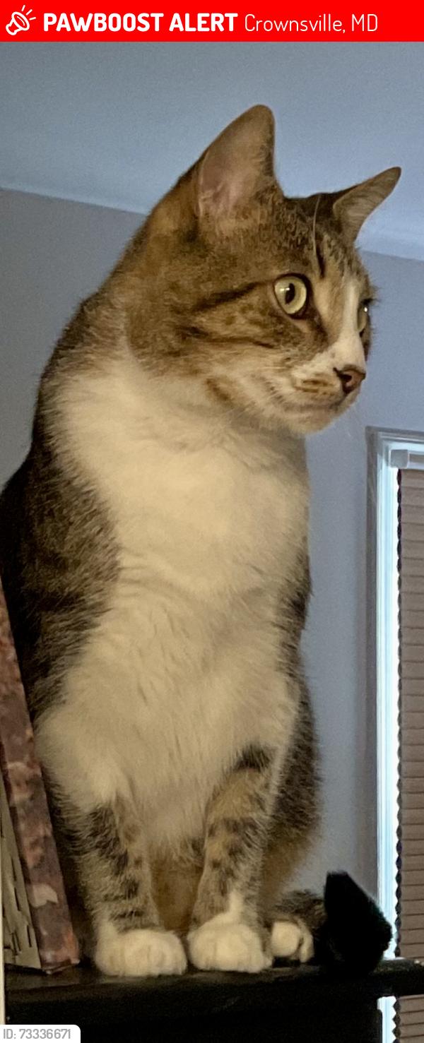 Lost Male Cat last seen Generals Hwy and Waterbury Lane, Crownsville, MD 21032