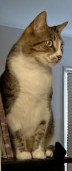 Lost Male Cat last seen Generals Hwy and Waterbury Lane, Crownsville, MD 21032