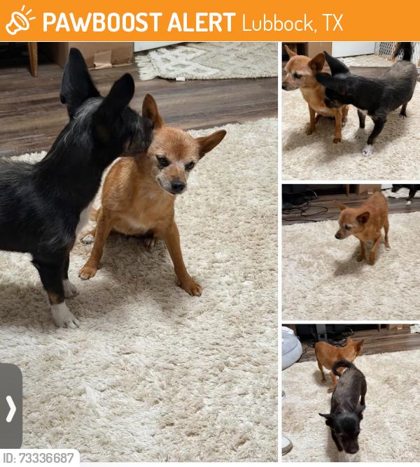 Found/Stray Unknown Dog last seen 91st and Quitman, Lubbock, TX 79424