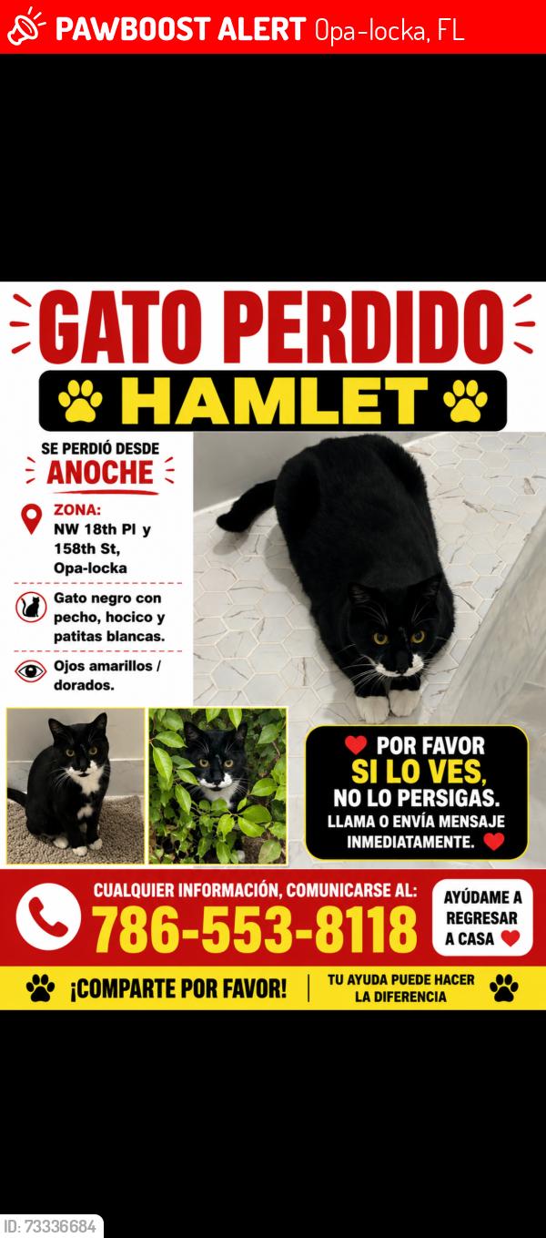 Lost Male Cat last seen Near nw 18 pl opa locka 33054, Opa-locka, FL 33054
