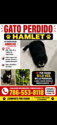 Lost Male Cat last seen Near nw 18 pl opa locka 33054, Opa-locka, FL 33054