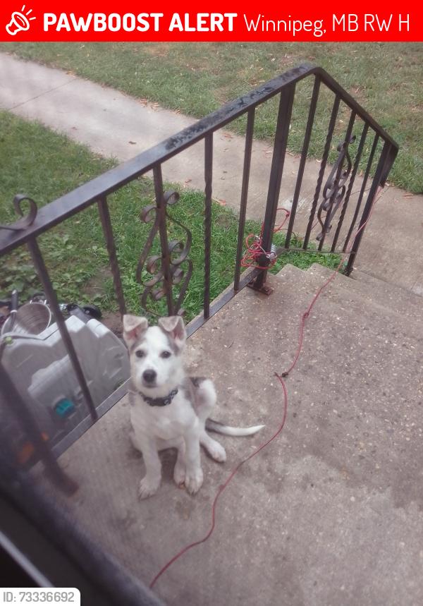 Lost Female Dog last seen Parr and Sinclair, Winnipeg, MB R2W 2H3