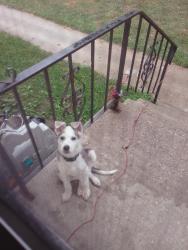 Lost Female Dog last seen Parr and Sinclair, Winnipeg, MB R2W 2H3