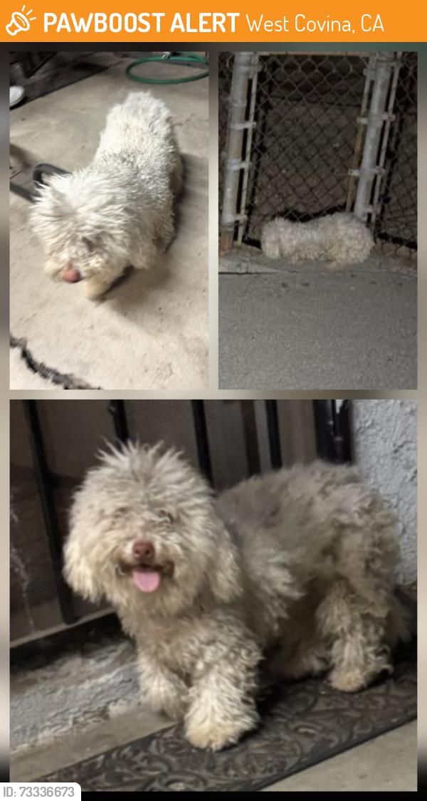 Found/Stray Male Dog last seen Orange Ave and Merced Ave, W. Covina, West Covina, CA 91790