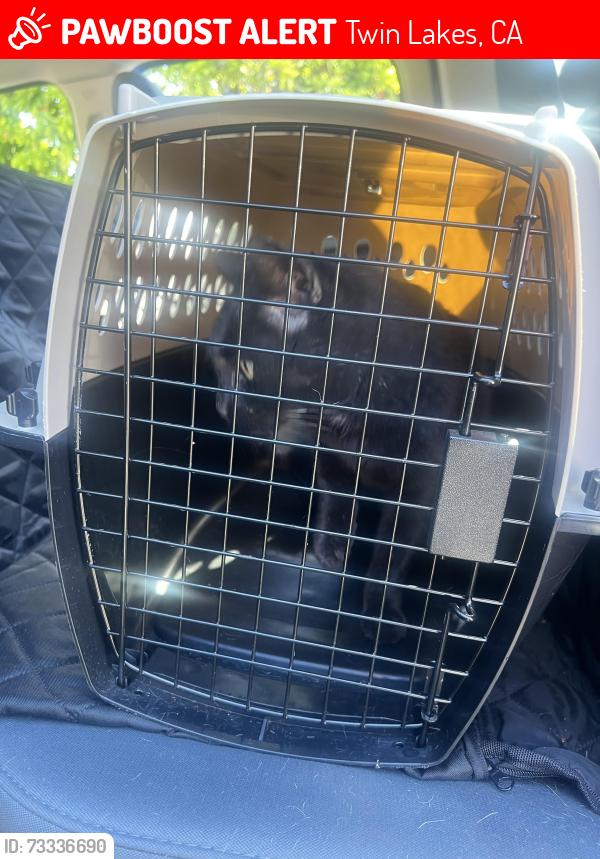Lost Female Cat last seen Pellegrini street, Twin Lakes, CA 95062