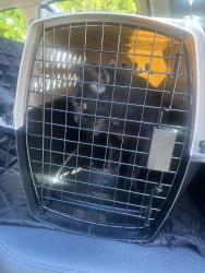 Lost Female Cat last seen Pellegrini street, Twin Lakes, CA 95062