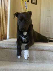 Reunited Male Dog last seen Spring Canyon, San Diego, CA 92131
