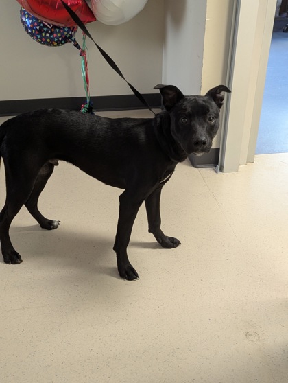 Shelter Stray Male Dog last seen Briar Meadow dr, Keller, TX, 330 Rufe Snow Dr, Keller, TX 76248, USA