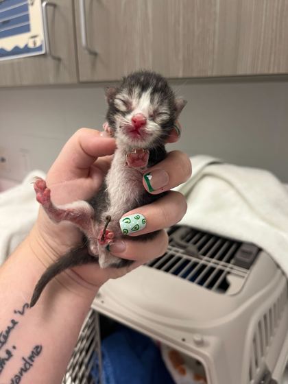 Shelter Stray Male Cat last seen Near E US Highway 40, 64133, MO, 7077 Elmwood Ave, Kansas City, MO 64132, USA